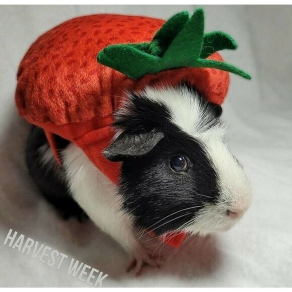 Strawberry Guinea Pig Costume - Dress up like a Berry! Berry CuteChristmas Gift - Picture 4 of 4